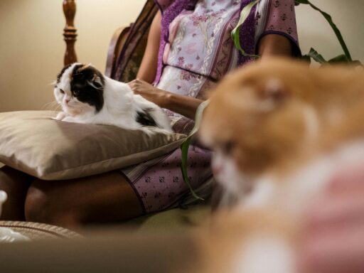 Zdjęcie do artykułu: Najpiękniejsze rasy kotów długowłosych – wymagania i pielęgnacja