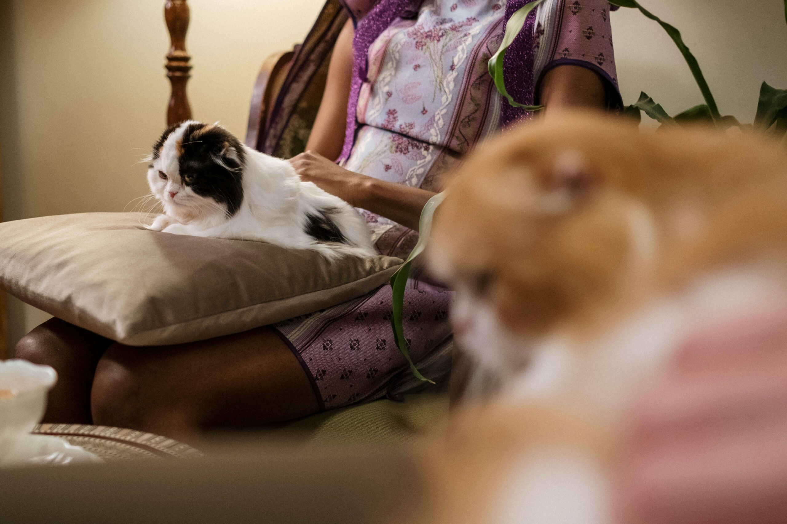 Zdjęcie do artykułu: Najpiękniejsze rasy kotów długowłosych – wymagania i pielęgnacja